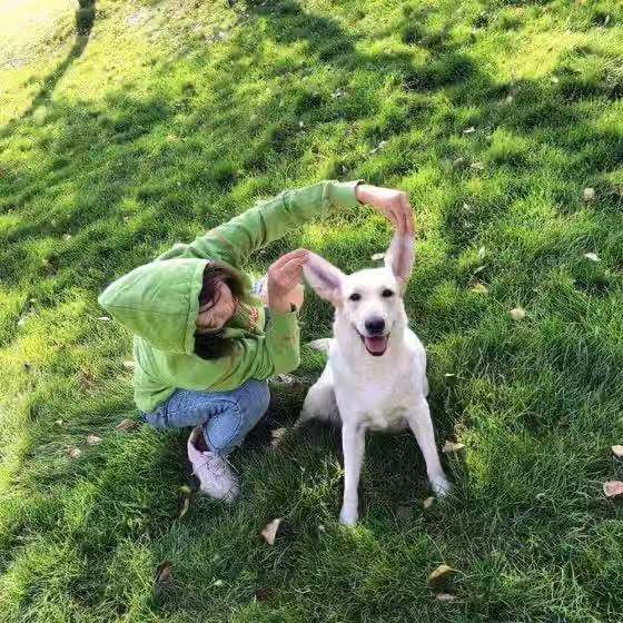 怎样避免“狗咬人”？专业机构携手培养宠物人才