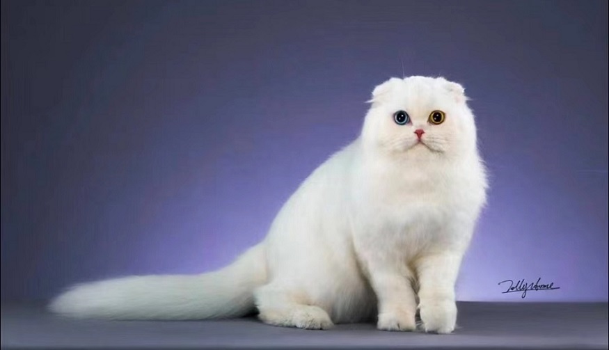 宠物繁育需要专业化 人才标准呼之欲出